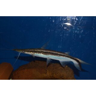 Sorubim Lima Spatelwels 24 - 26 cm