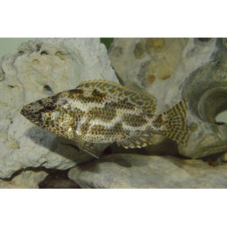 Nimbochromis polystigma 4 - 6 cm