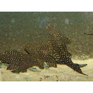 L007 Leporacanthicus cf. galaxias WF 5 - 6 cm