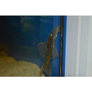 L024 Pseudacanthicus sp.WF 8 - 10 cm