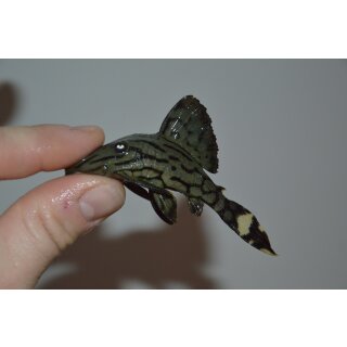 Panaque cf. nigrolineatus L191