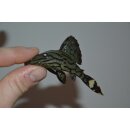 Panaque cf. nigrolineatus L191