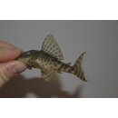 Ancistomus sp. L075  WF 10 - 12 cm