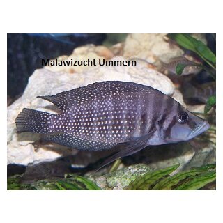 Altrolamprologus calvus black 3 - 4 cm