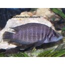 Altrolamprologus calvus black Congo 3 - 4 cm