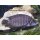 Altrolamprologus calvus black Congo 3 - 4 cm