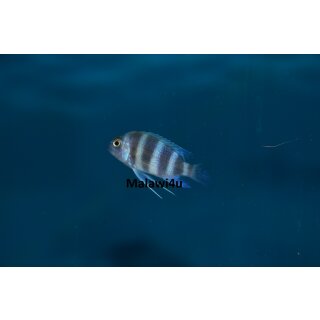 Cyphotilapia frontosa Blue Zaire Kitumba 22 cm
