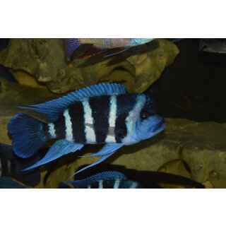 Cyphotilapia frontosa Blue Zaire Kitumba 4 - 5 cm