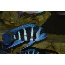 Cyphotilapia frontosa Blue Zaire Kitumba 22 cm