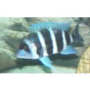 Cyphotilapia frontosa Burundi 4 - 5 cm