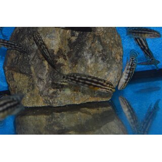 Julidochromis marlieri 3 - 4 cm