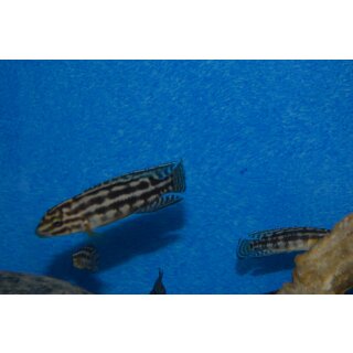 Julidochromis marlieri Bemba 4 - 5 cm