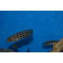 Julidochromis marlieri Bemba 4 - 5 cm