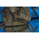 Julidochromis marlieri Bemba 4 - 5 cm
