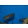 Julidochromis marlieri Bemba 4 - 5 cm