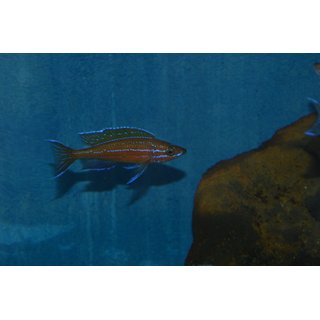Paracyprichromis nigripinnis ( blue neon ) WFNZ 3 - 4 cm