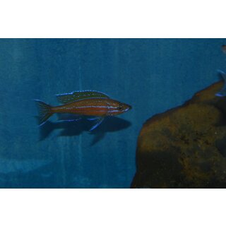 Paracyprichromis nigripinnis ( blue neon ) WFNZ 3 - 4 cm