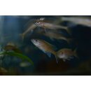 Paracyprichromis nigripinnis ( blue neon ) WFNZ 4 - 5 cm
