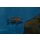 Paracyprichromis nigripinnis ( blue neon ) WFNZ 4 - 5 cm