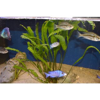 Cryptocoryne aponogetifolia 25 - 30 cm, 7,00
