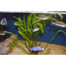 Cryptocoryne aponogetifolia   ( Ableger ) 15 - 20 cm