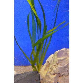 Vallisneria americana Forma " giganthea " Ableger 70 - 80 cm lang