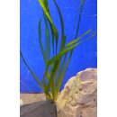 Vallisneria americana Forma " giganthea "...