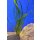 Vallisneria americana Forma " giganthea " Ableger 70 - 80 cm lang