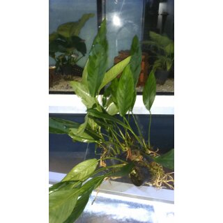 Anubias heterophylla