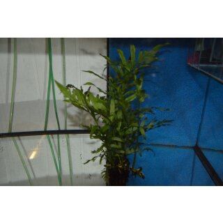 Bolbitis heudelotii