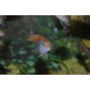 Pseudotropheus Sp.perspicax red top Ndumbi WFNZ 3 - 4  cm
