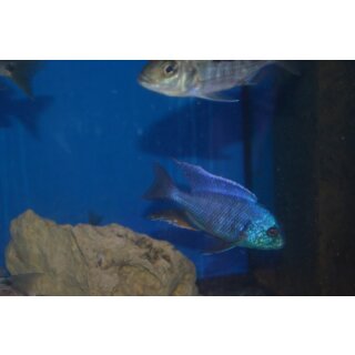 Chilotialapia rohadesi 7 - 8 cm nur noch 1 Paar
