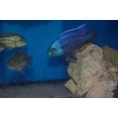 Chilotialapia rohadesi 7 - 8 cm nur noch 1 Paar