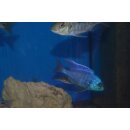 Chilotialapia rohadesi 7 - 8 cm