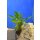 Cryptocoryne x willisii Nevillii