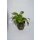 Cryptocoryne x willisii Nevillii