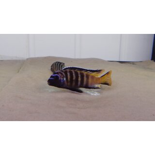 Metriaclima elongatus Gold Bar Chizumulu WFNZ  3 - 4 cm ( selten)