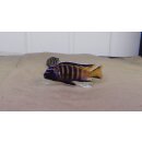 Metriaclima elongatus Gold Bar Chizumulu WFNZ  3 - 4 cm (...