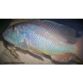 Aristochromis christyi 7 - 8 cm