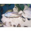 Aristochromis christyi 5 - 6 cm