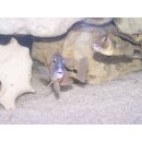 Aristochromis christyi 7 - 10 cm