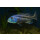 Aristochromis christyi 7 - 8 cm