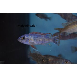 Labeotropheus  trewavasae Marmelade cat 4 - 5 cm