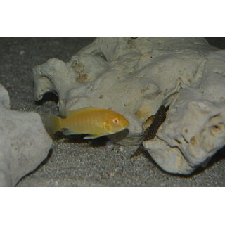 Labidochromis caeruleus yellow albino 3 - 3,5 cm