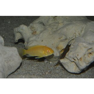 Labidochromis caeruleus yellow albino 4 - 5 cm