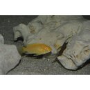 Labidochromis caeruleus yellow albino 3 - 3,5 cm