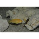 Labidochromis caeruleus yellow albino 4 - 5 cm