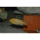 Labidochromis caeruleus yellow albino 4 - 5 cm