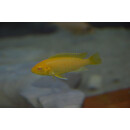 Labidochromis caeruleus yellow albino 4 - 5 cm