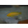 Labidochromis caeruleus yellow albino 4 - 5 cm